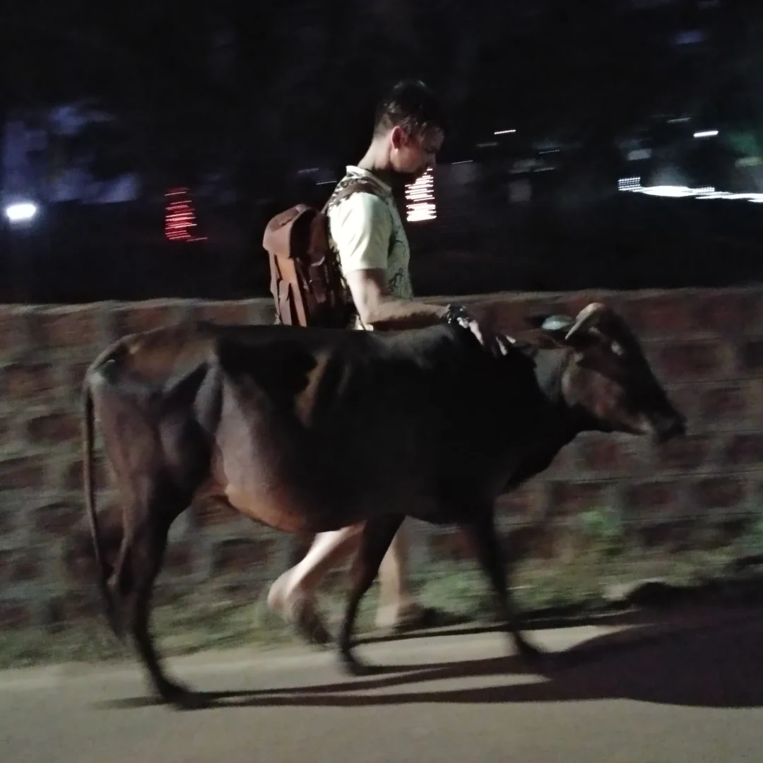 Chad Reilly with favorite cow in Goa, India.